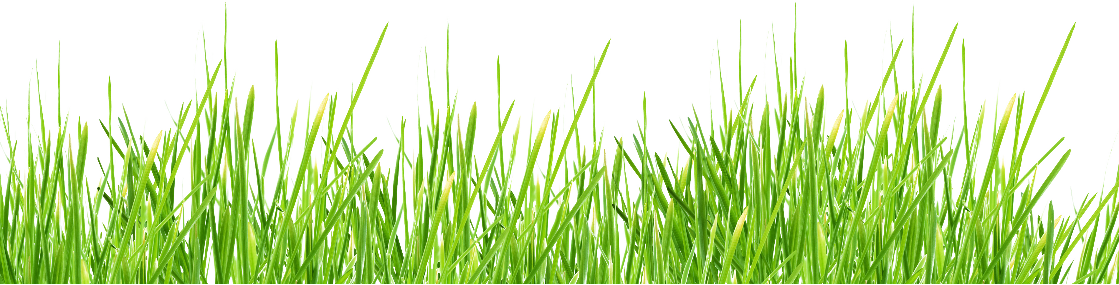 grass